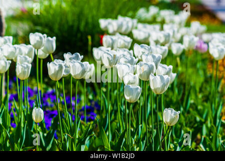 Beautiful white tulips flowerbed closeup. Flower background. Summer garden landscape design. Stock Photo