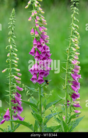 Common Foxgloves in flower (Digitalis purpurea). Flower heads with clusters hanging at the top of the stem and on one side. Bee cross-pollination activity is conspicuous. Stock Photo