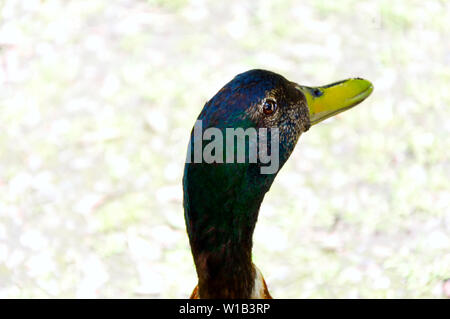 Male Mallard head looking to one side Stock Photo