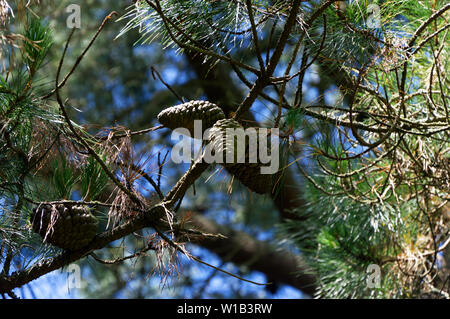 Pine Cones growing on pine tree Stock Photo