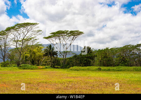 Moluccan albizia trees, Falcataria moluccana, an invasive introduced species growing on the Hawaiian island of Kauai. Stock Photo