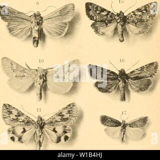 Archive image from page 314 of Deutsche entomologische Zeitschrift Iris (1902). Deutsche entomologische Zeitschrift Iris . deutscheentomolo191906ento Year: 1902 Stock Photo