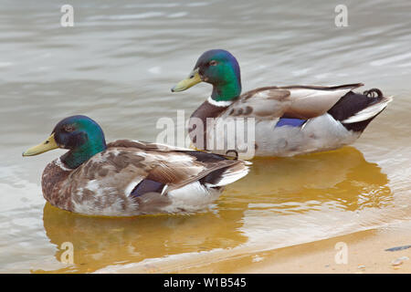 Mallard drakes (Anas platyrhynchos). Full-colour breeding plumage is about to be shed and a temporary set of feathers has begun to replace the breeding set, known as the eclipse, resembling the female's camouflage, cryptic plumage. Stock Photo