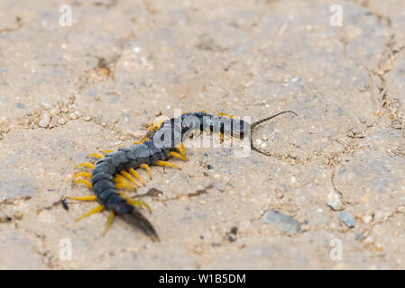 Common Desert Centipede or Scolopendra Polymorpha insect. Stock Photo