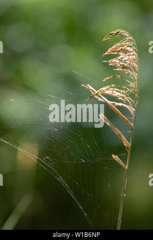 Spider’s Web, blowing in the wind. Attached to Reed (Phragmites australis) seed head and stem. Stock Photo