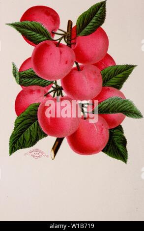 Archive image from page 33 of Descriptive catalogue of fruit and. Descriptive catalogue of fruit and ornamental trees, shrubs, plants, etc., etc., etc. . descriptivecatal1894jale Year: 1894