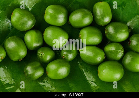 Green coffee berries on leaf macro close up view Stock Photo