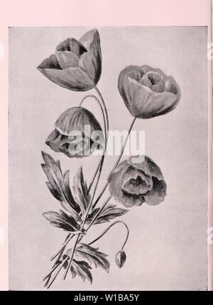 Archive image from page 35 of Descriptive illustrated catalogue of new. Descriptive illustrated catalogue of new and rare seeds, plants, and bulbs . descriptiveillus1893unit Year: 1893  Tulip Poppy. (Papaver glaucum.) (See opposite page.) The finest annual of recent introduction.