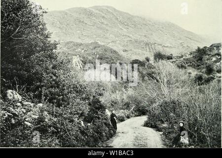 Archive image from page 35 of The development of British forestry. The development of British forestry . developmentofbri00forbuoft Year: 1910  r/lolL'. ly Mr. R. ir. Il'cuh. 5. Natural Scrub of Ash, IIoli.v, ktc. Killakney. Stock Photo