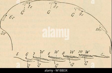 Archive image from page 358 of Dictionnaire de physiologie (1913). Dictionnaire de physiologie . dictionnairedeph09rich Year: 1913  INSECTES. 349 assez diffÃrente. (Voii' les nombreux renseignements sur la chiiuie des cires et la physiologie de leur production dans Otto vo. FCkth, Vcrglekhe chcmhchc Physiologie dcr niedcren Tierc, 1910, 404-419.) b) Laque. â Elle est sÃcrÃtÃe par des glandes cutanÃes de diverses Cochenilles (fig. 64) et en particulier de Tachardia lacca (Gomme laque des Indes) et de Gascardia )nadaQuscariensis (laque de Madagascar). Les Lecanium en produisent aussi, mais en q Stock Photo