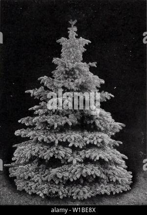 Archive image from page 38 of Descriptive price list (1930). Descriptive price list . descriptiveprice00cmho 0 Year: 1930  BRIDGEPORT NURSERIES, Bridgeport, Indiana 35    Colorado Blue Spruce. PIN US—Continued. PINUS strobus (White Pine). Tall, stately and most beautiful of all our native Pines ; this is also among the quickest growing, longest lived and most generally useful. The needles are long, silvery blue, and plumy in effect; the tree grows naturally into symmetrical specimens and makes a most imposing feature on lawn when grown singly. Each 1V2 to 2 ft $2.00 P. sylvestris I Scotch Pine