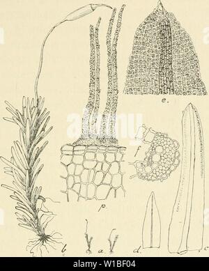 Archive image from page 382 of Die Musci der Flora von. Die Musci der Flora von Buitenzorg : zugleich Laubmoosflora von Java . diemusciderflora01flei Year: 1900-1922.  343 or., p. 28 (1859) hat die indische B. stenophjUa Mitt. keinen Ring und das Peristom ist wie bei Tr. cylindricum  172. Tricliostomiim Zollinjfcri Fl. Synonyma: SeUgeria apiculata Dz. et Mb., in Zoll., Verz., I, p. 24 (1854); Bryol. jav., I/. p. 91, T. 75 (1859). Microdus apiciilatus Paris, Ind. bryol., p. 803 (1894). Exsiccata: M. Fleischer, Muse. Archip. Ind., N. 271 (1902). Zweihäusig. Gemischtrasig, cf Blüten genau wie Stock Photo