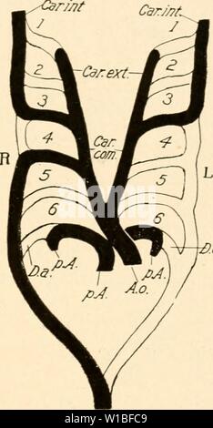 Archive image from page 388 of The development of the chick;
