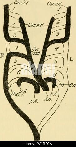 Archive image from page 388 of The development of the chick