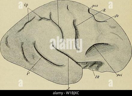 A 1910 manual on human embryology focusing on the processes of cell ...