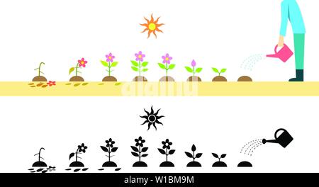 Time lapse flower plant growing in vector art design Stock Vector