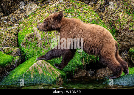 Grizzly bear cub jumping along the low tideline in Knight Inlet, First Nations Territory, British Columbia, Canada. Stock Photo