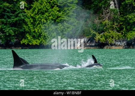 Biggs (Transient) Orca whales (killer whale) traveling through the beautiful green coloured water of Knight Inlet, First Nations Territory, Great Bear Stock Photo