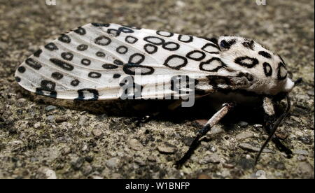 Giant leopard moth (hypercompe scribonia) Stock Photo