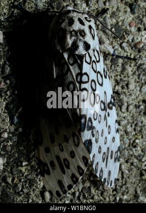 Giant leopard moth (hypercompe scribonia) Stock Photo