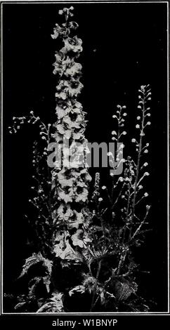 Archive image from page 44 of Descriptive price list (1930). Descriptive price list . descriptiveprice00cmho 0 Year: 1930  BRIDGEPORT NURSERIES, Bridgeport, Indiana 41    Delphinium. CHRYSANTHEMUM MAXIMUM (Daisies). Alaska. Large white. Hartz & Elder. Leucanthemum. Maximum Shasta. White. CONVALLARIA (Lily-of-the- Valley). COREOPSIS (Tickseed). Grandiflora. Lanceolata. Verticillata. DELPHINIUM (Larkspur). Belladonna. Bellamosa. Chinensis. Chinensis Alba. English Hybrids. 40c each. Formosum. 25c straight. Gold Medal Hybrid. DIANTHUS (Hardy Garden Pink). Barbatus (Sweet William). Deltoides. Newpo