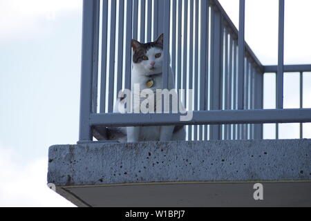 Neighbour's fat tabby cat peering through the railings, looking down at my (lower) balcony. Apartment in Ottawa, Ontario, Canada. Stock Photo