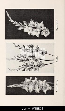 Archive image from page 45 of Descriptive list  gladiolus and. Descriptive list : gladiolus and delphiniums . descriptivelistg1931cham Year: 1931 Stock Photo