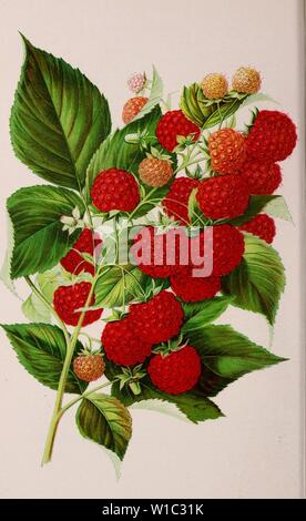 Archive image from page 51 of Descriptive catalogue of fruit and. Descriptive catalogue of fruit and ornamental trees, shrubs, plants, etc., etc., etc. . descriptivecatal1894jale Year: 1894