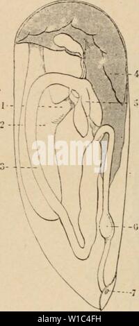 Archive image from page 521 of Dictionnaire de physiologie (1913). Dictionnaire de physiologie . dictionnairedeph09rich Year: 1913  512 INTESTIN. estomac qui donne accÃ¨s dans un vaste caecum hÃpatique et se continue par un intestin de mÃªme lontueur. Les cellules de l'estomac et du c.Tcum hÃpatique sont remplies de granulations verdAtres; celles de l'intestin sont hautes et minces, elles sont munies d'un cil vibratile et ne contiennent pas de granulations. Nous arrivons maintenant aux VertÃbrÃs. LÃ , il n'y a plus aucune hÃsitation possible pour reconnaÃ®tre dans l'intestin l'organe unique de Stock Photo