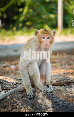 A monkey sitting on a branch in Thailand Stock Photo