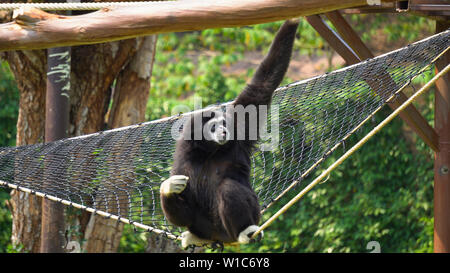 Spider Monkey Adult Lone Playing Play Hanging Swinging Tail Stock Photo