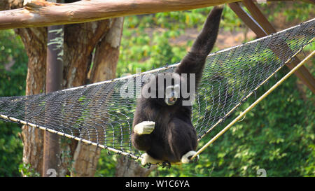 Spider Monkey Adult Lone Playing Play Hanging Swinging Tail Stock Photo