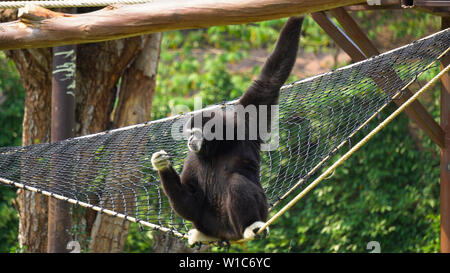 Spider Monkey Adult Lone Playing Play Hanging Swinging Tail Stock Photo