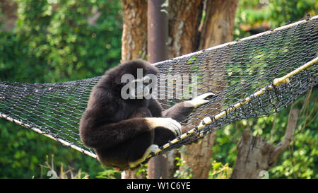 Spider Monkey Adult Lone Playing Play Hanging Swinging Tail Stock Photo