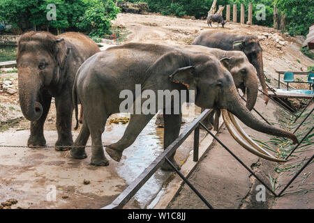 Elephants in the zoo of Thailand Stock Photo
