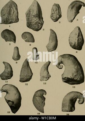 Obtusely Rounded . The Devonian of Missouri. Geology; Geology, Stratigraphic ...