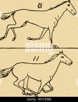 Archive image from page 60 of Descriptive zoopraxography, or, The science. Descriptive zoopraxography, or, The science of animal locomotion made popular . descriptivezoopr00muyb Year: 1893 Stock Photo