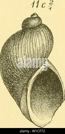 Archive image from page 62 of Die levantinische Molluskenfauna der Insel. Die levantinische Molluskenfauna der Insel Rhodus . dielevantinische01buko Year: 1893  ia ihh Stock Photo