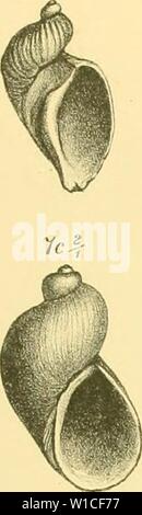 Archive image from page 62 of Die levantinische Molluskenfauna der Insel. Die levantinische Molluskenfauna der Insel Rhodus . dielevantinische01buko Year: 1893  6cA-    lZc Stock Photo