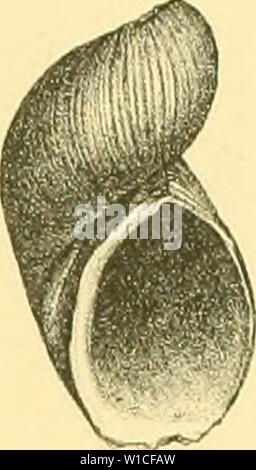 Archive image from page 62 of Die levantinische Molluskenfauna der Insel. Die levantinische Molluskenfauna der Insel Rhodus . dielevantinische01buko Year: 1893 Stock Photo