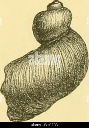 Archive image from page 62 of Die levantinische Molluskenfauna der Insel. Die levantinische Molluskenfauna der Insel Rhodus . dielevantinische01buko Year: 1893  ia ihh Stock Photo