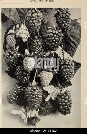 Archive image from page 65 of Descriptive catalogue  fruit and. Descriptive catalogue : fruit and forest trees, vines and shrubs, palms and choice roses . descriptivecatal1904fanc Year: 1904  The Loganberry, a California Favorite. Stock Photo