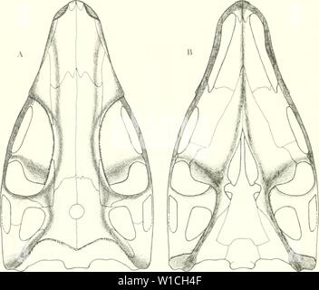 Archive image from page 65 of A diapsid reptile from the. A diapsid reptile from the Pennsylvanian of Kansas . diapsidreptilefr00reis Year: 1981  56 SPECIAL PUBLICATION MUSEUM OF NATURAL HISTORY NO. 7 Stock Photo