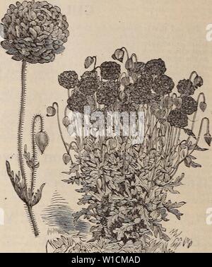Archive image from page 69 of Descriptive catalogue of high grade. Descriptive catalogue of high grade seeds for the farm and garden . descriptivecatal1894twwo Year: 1894  V Petuma.    Cardinal Poppy.