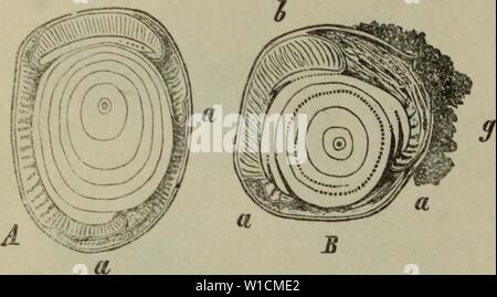 Archive image from page 69 of Die Krankheiten der Pflanzen; ein