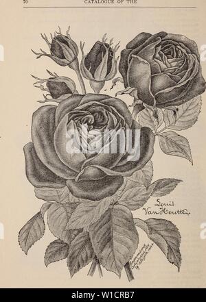 Archive image from page 73 of Descriptive catalogue of fruit and. Descriptive catalogue of fruit and shade trees, vines, ornamental plants and roses for sale at the Fancher Creek Nursery . descriptivecatal1896fanc Year: 1896