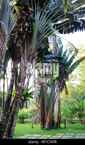 Travelers Tree or Travelers Palm, Ravenala madagascariensis Stock Photo -  Alamy