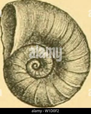 Archive image from page 82 of Die levantinische Molluskenfauna der Insel. Die levantinische Molluskenfauna der Insel Rhodus . dielevantinische02buko Year: 1895  3b'&gt;/,    Gby, Stock Photo