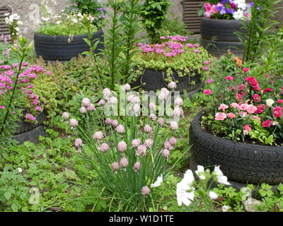 blooming decorative onions and carnations in a small garden near the garage Stock Photo