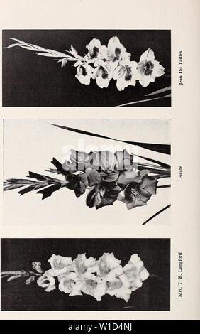 Archive image from page 9 of Descriptive list  gladiolus and. Descriptive list : gladiolus and delphiniums . descriptivelistg1931cham Year: 1931 Stock Photo